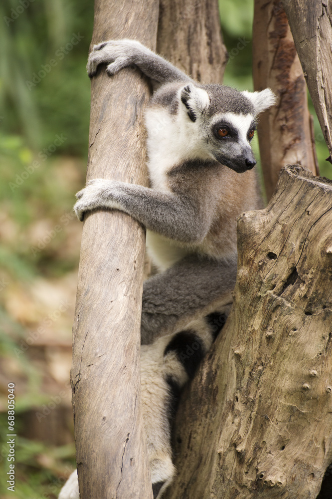 Obraz premium Ring-tailed lemur