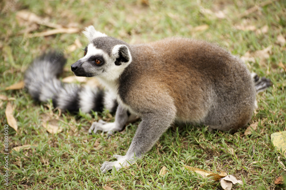 Ring-tailed lemur sitting