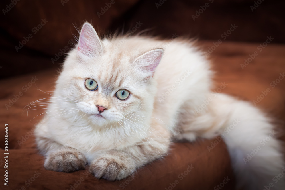 Obraz premium Cute Cat