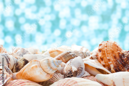 Sea shells closeup