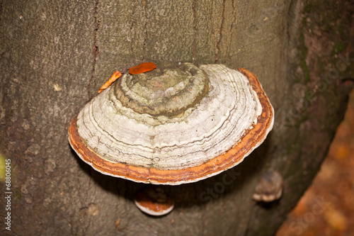 Closeup of tinder fungus on tree trunk