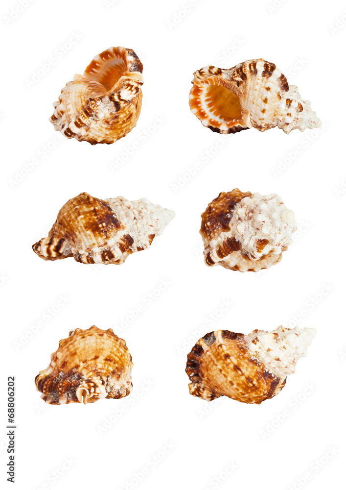 Sea shell on a white background in different angles Sea shell on a white background in different angles
