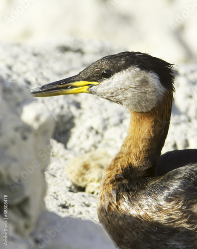 Podiceps grisegena / red-necked grebe in natural habitat photo