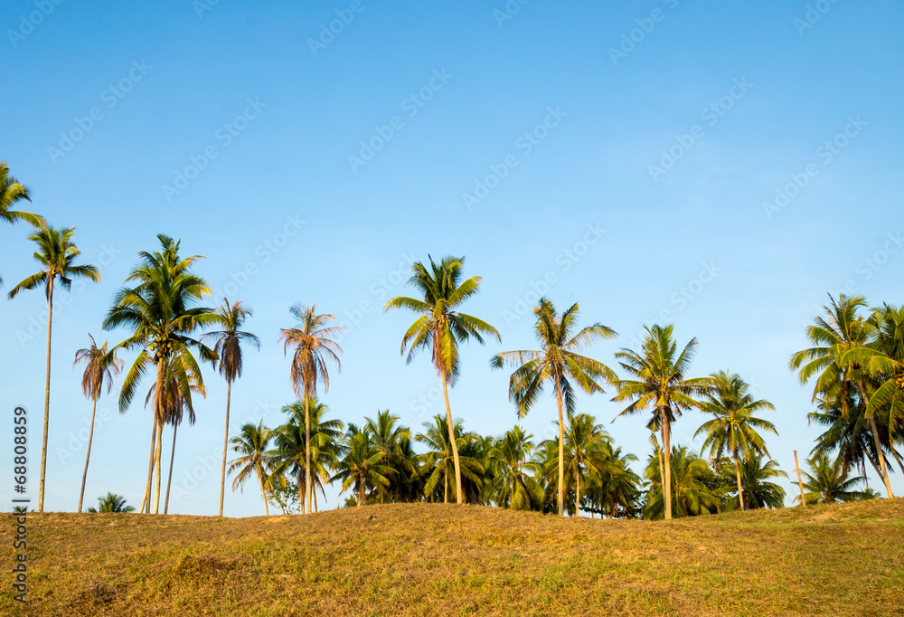 Coconut trees against blue sky at village