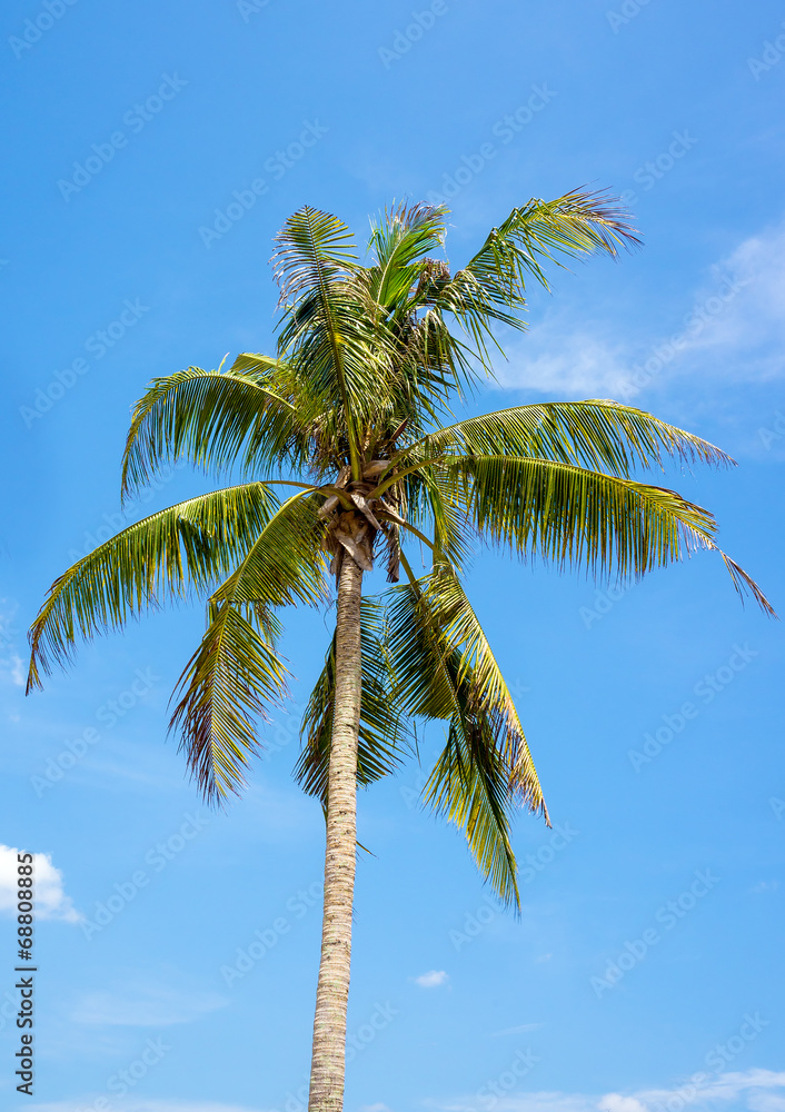 A coconut tree against blue sky