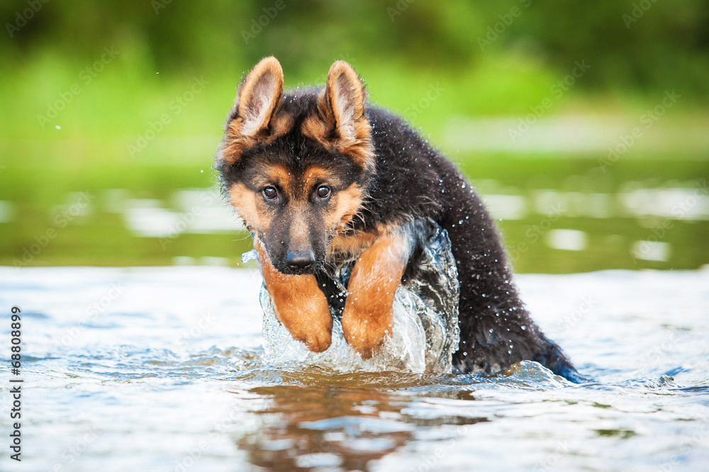 German shepherds like sales water