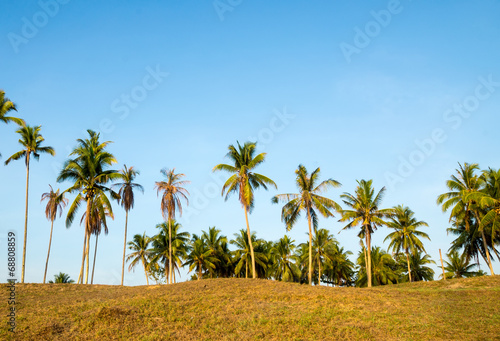 Coconut trees against blue sky at village