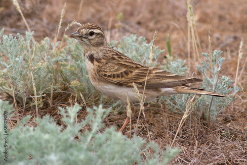 Wallpaper Mural short-toed lark that sits in the desert spring day Torontodigital.ca