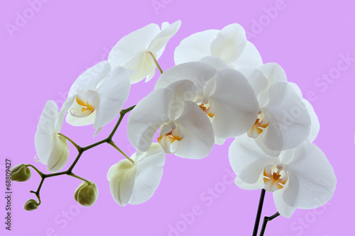 Fototapeta Naklejka Na Ścianę i Meble -  white orchid isolated on pink background