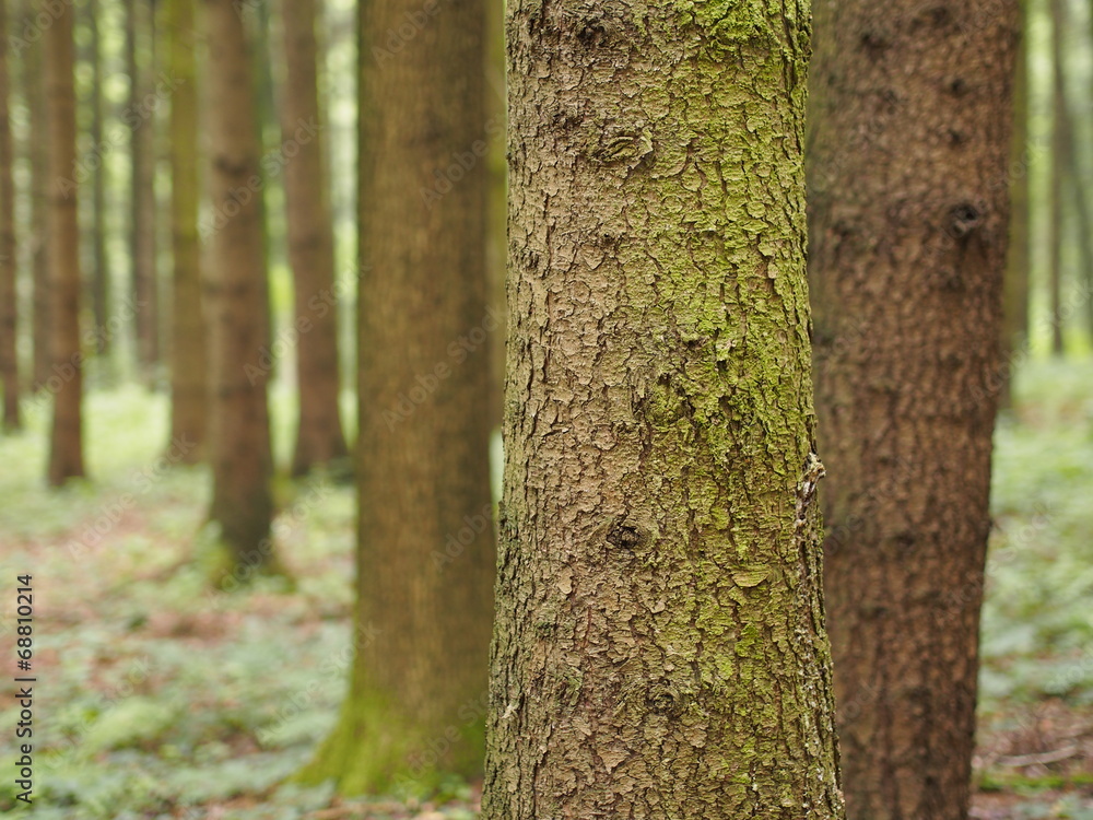 Obraz premium Idyllischer Waldspaziergang