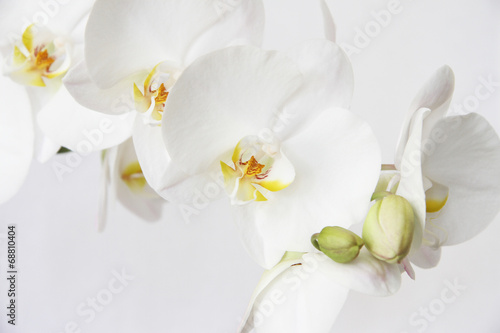 Fototapeta Naklejka Na Ścianę i Meble -  White orchid on white blackbackground