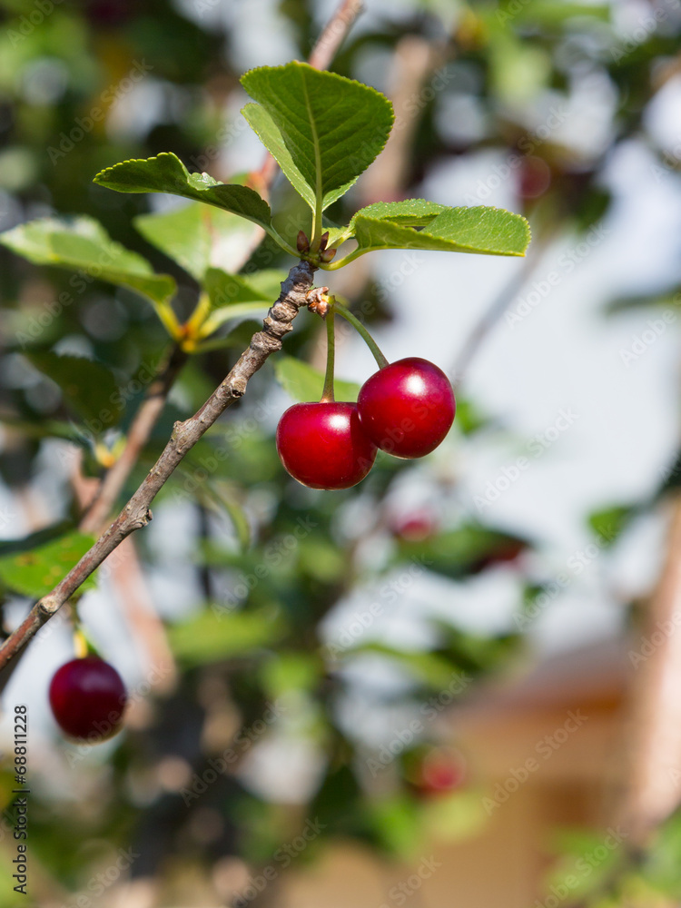 red cherries