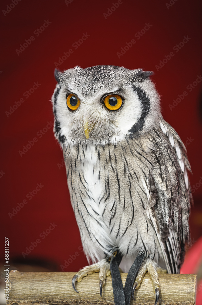 Fototapeta premium Portrait of owl.