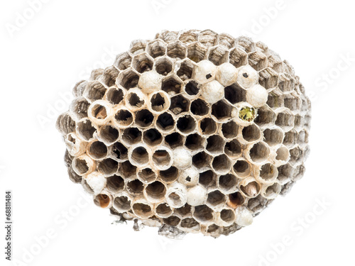 Fotografie Wasp nidus