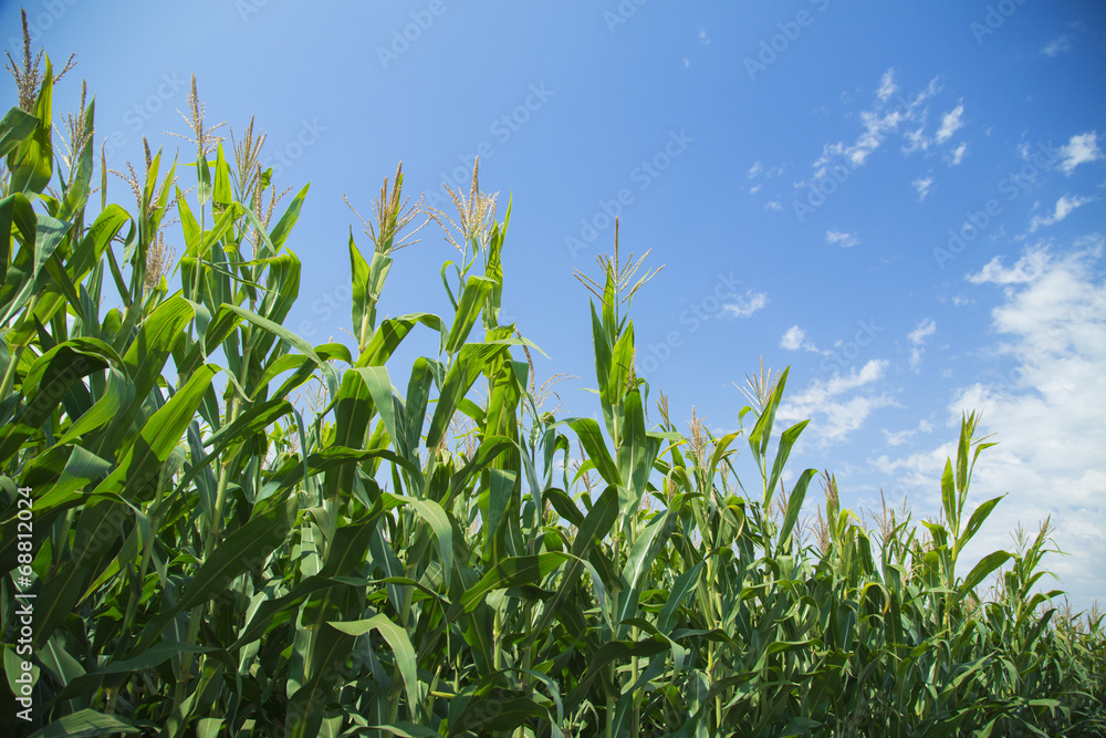 Corn maize green stems unripe on field Corn maize green stems unripe on field