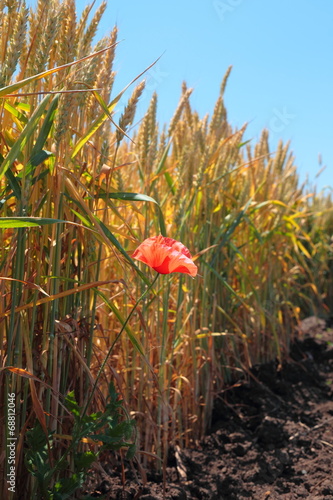 red poppy flower on the wheat field