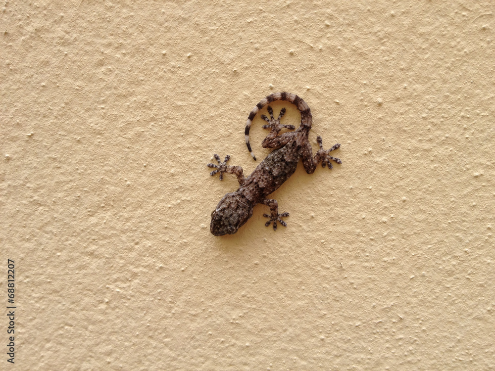 Obraz premium New born baby gecko with length less than 2 cm on a wall