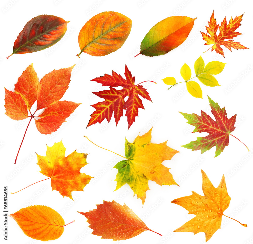 Fototapeta premium Autumn leaves collage isolated on white