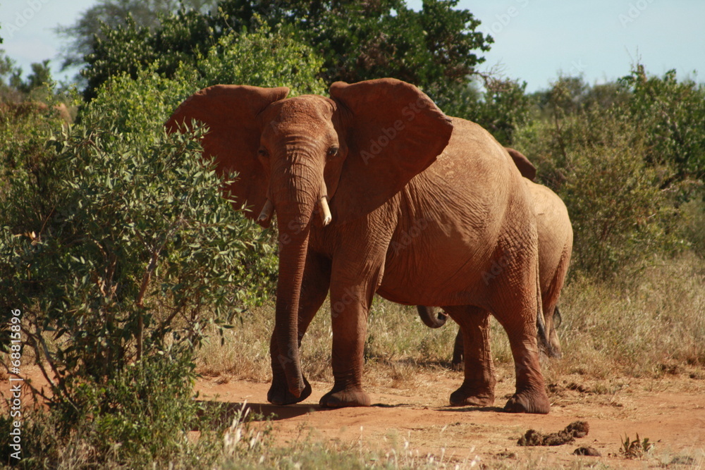Fototapeta premium Elefant