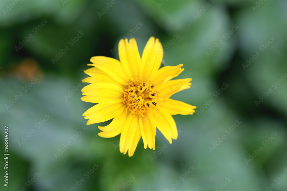 Yellow flowers on a backdrop of green foliage. Yellow flowers on a backdrop of green foliage.