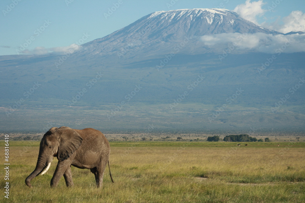 Fototapeta premium Elefant Kilimajaro