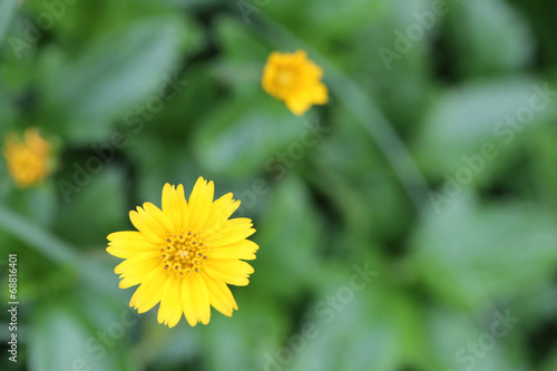 Yellow flowers on a backdrop of green foliage.
