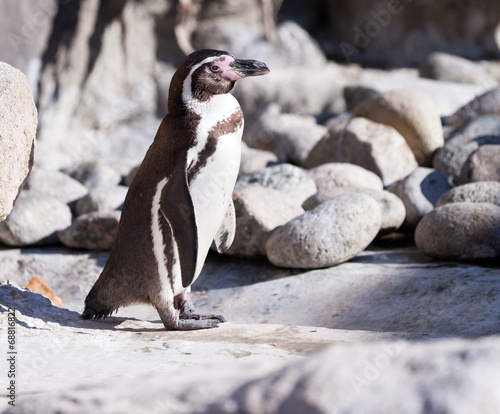  penguin standing on stones