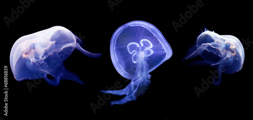 Canvastavla Set of common jellyfish
