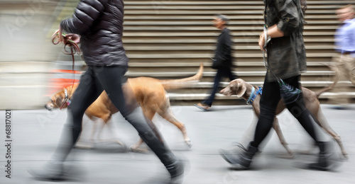 walking the dog on the street © bluraz