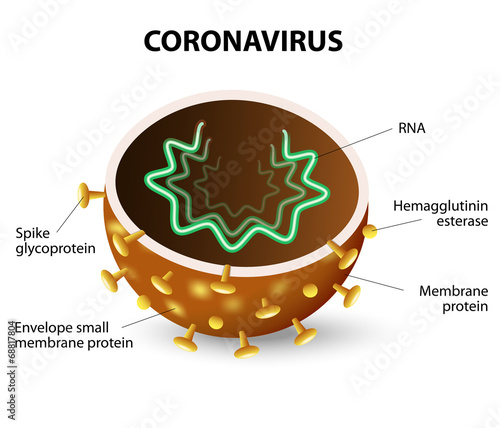 The inside of a Coronavirus
