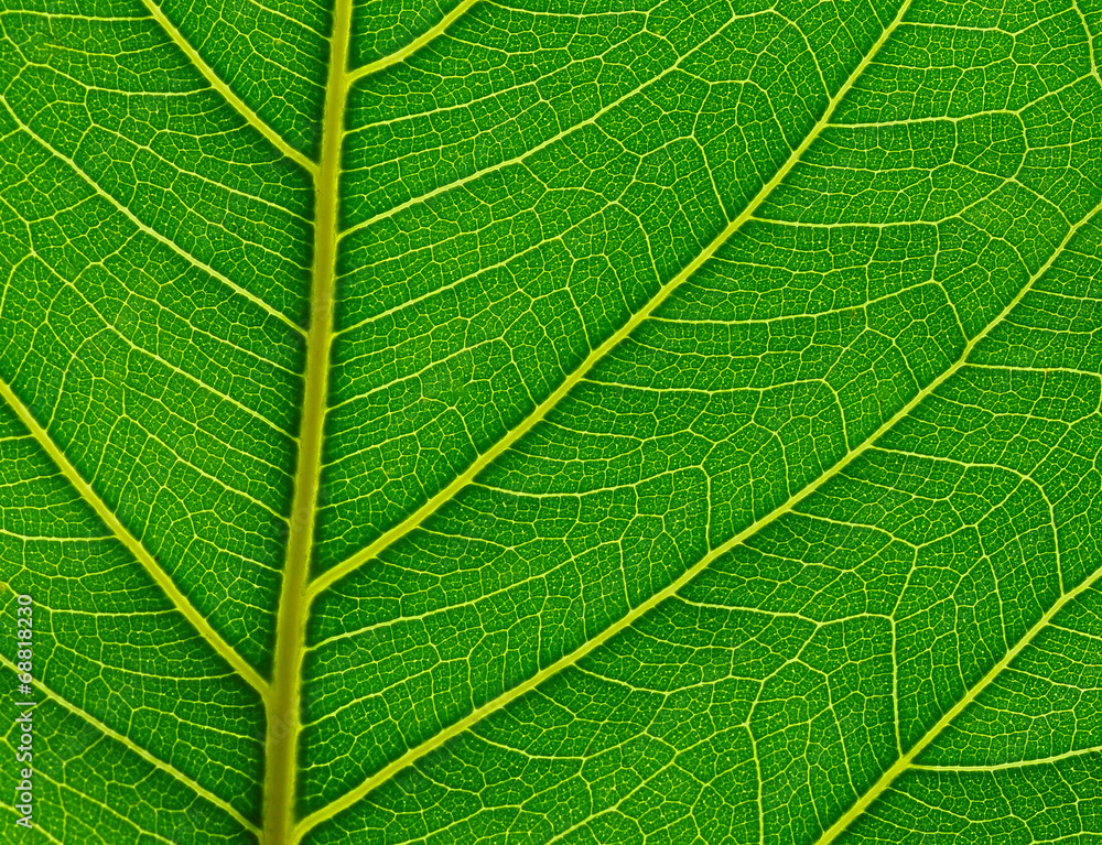 green leaf green leaf