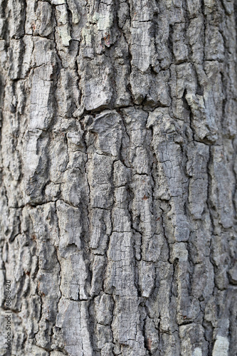 Fototapeta Naklejka Na Ścianę i Meble -  Textured of tree bark.