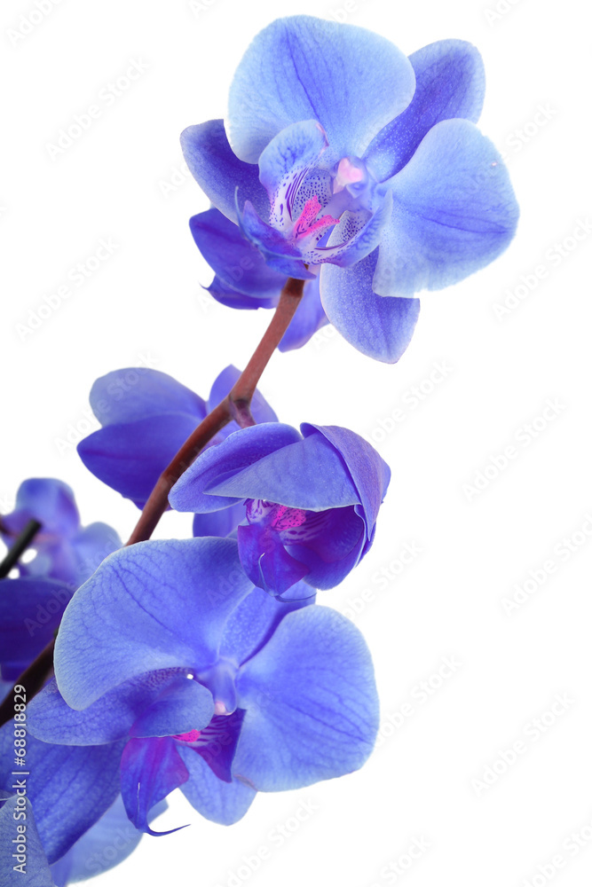 Naklejka premium bleu.....
