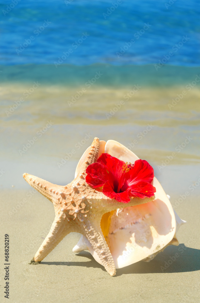 Seashel with hibiscus and starfish Seashel with hibiscus and starfish