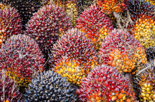 Pile of palm oil