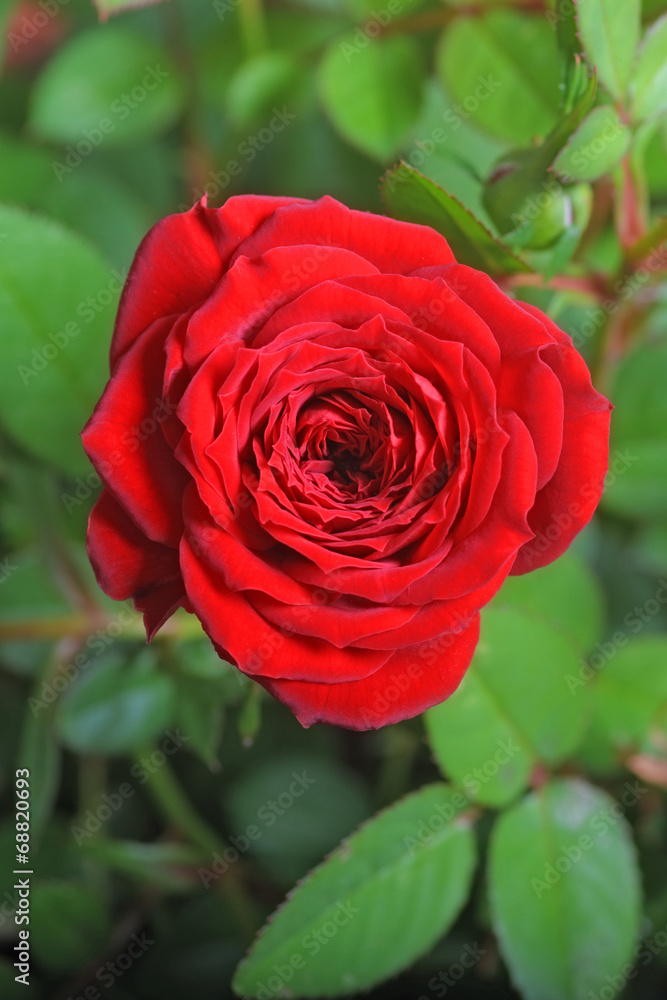 Flower Flower