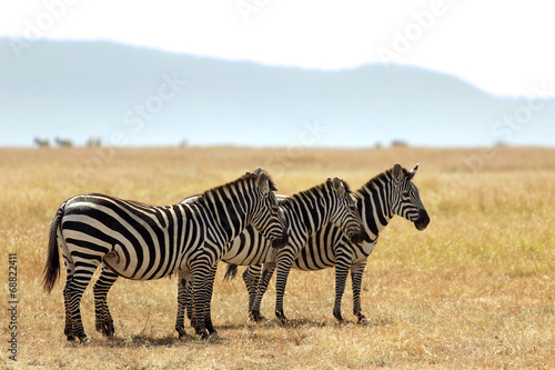 Three Zebras on the Masai Mara in Africa