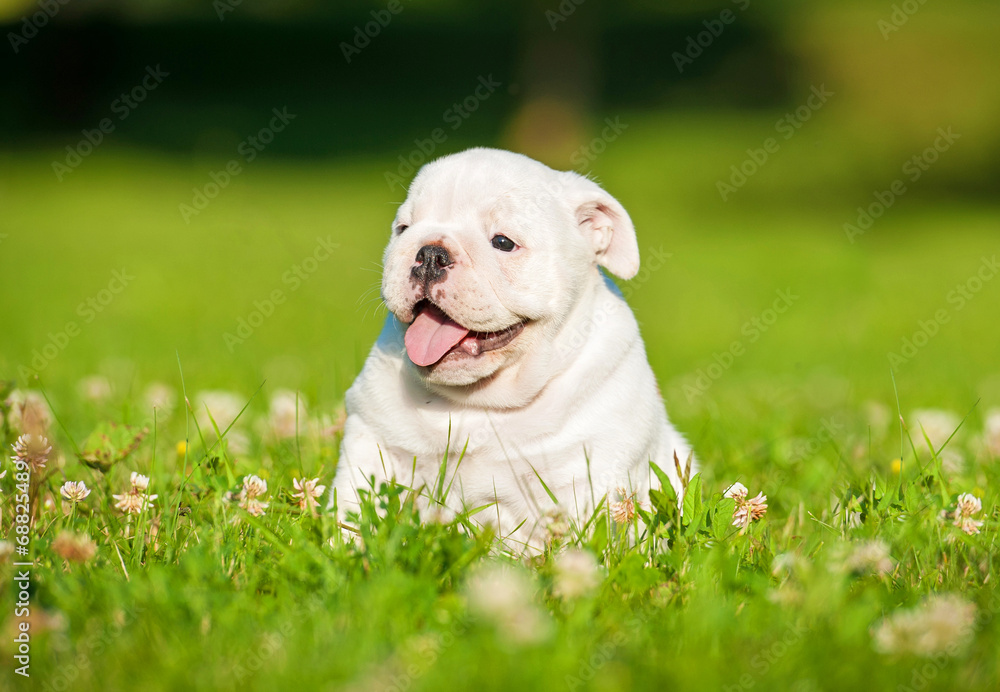 Adorable english bulldog puppy sitting on the lawn with flowers