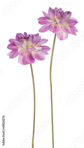 Fototapeta Naklejka Na Ścianę i Meble -  dahlia