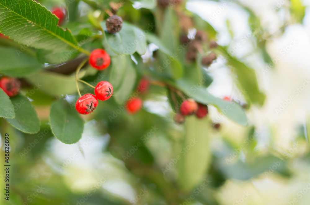 Closeup of red berries on green background Boke Closeup of red berries on green background Boke