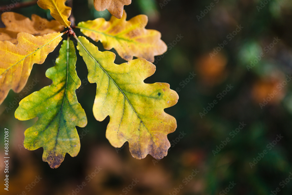 Colorful autumn leaves