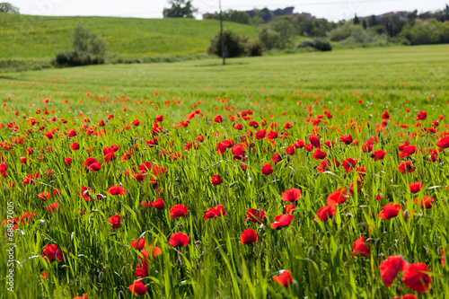 Field with blossoming poppies