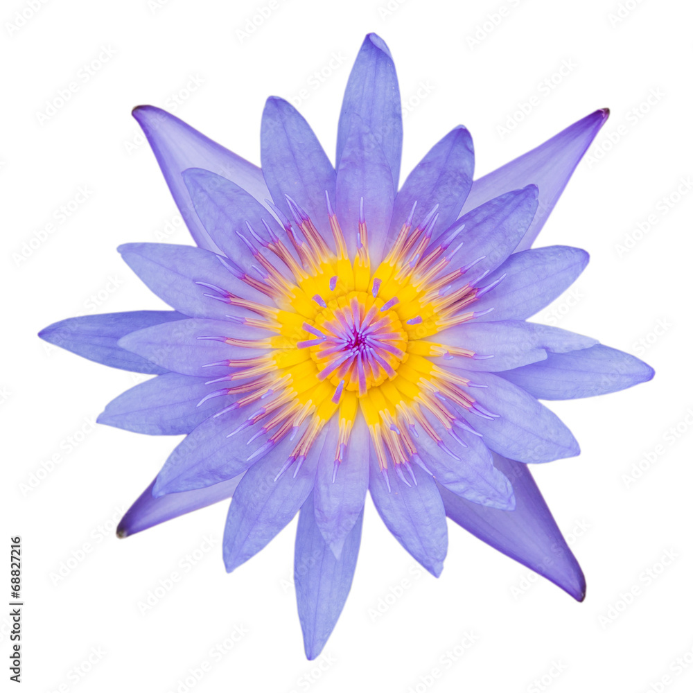 A beautiful purple waterlily or lotus flower isolate on white ba