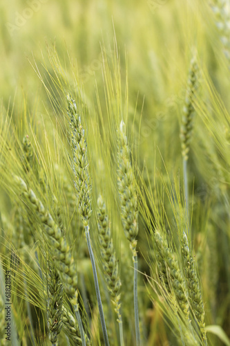 Closeup of green wheat ear on the field