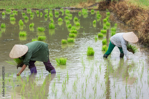 Vietnam Farmer growth rice on the field