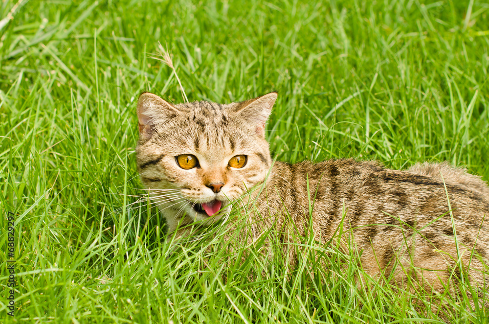 Cat Scottish Straight  in the grass