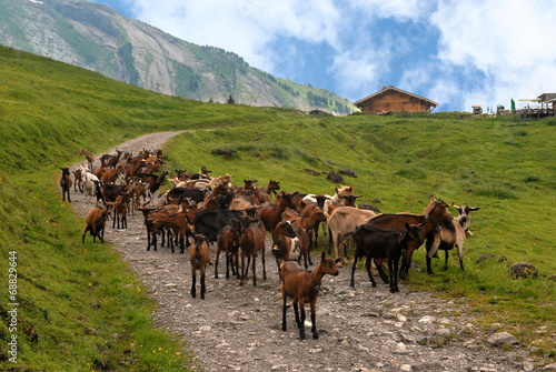 Troupeau de chèvres dans les Alpes