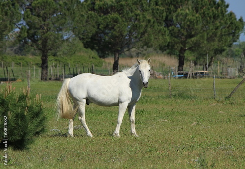 Camargue horses, France