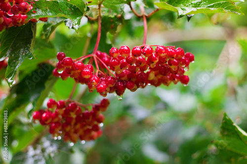 Red Berries of Viburnum (Guelder rose) in garden