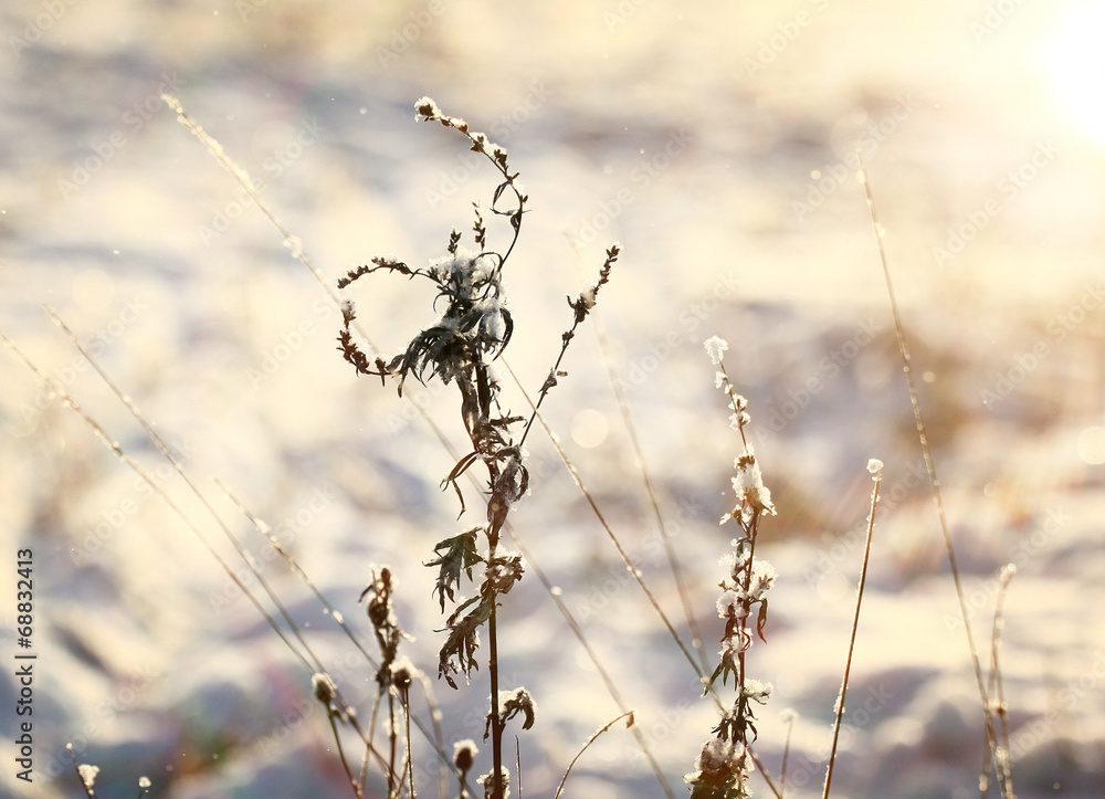 frost, winter, snow on the old grass frost, winter, snow on the old grass
